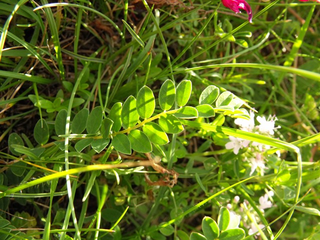 Astragalus monspessulanus